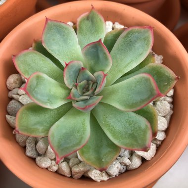 Echeveria 'Pulidonis'