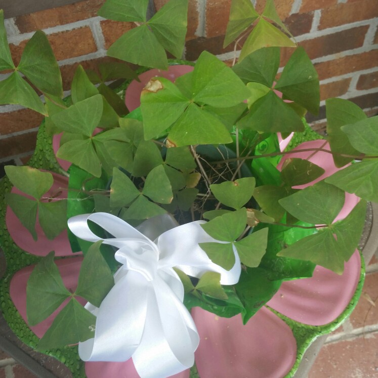 Plant image Oxalis Incarnata