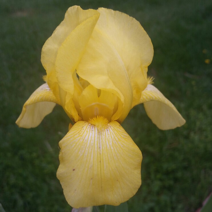 Plant image Iris Pseudacorus 'Marginatus'