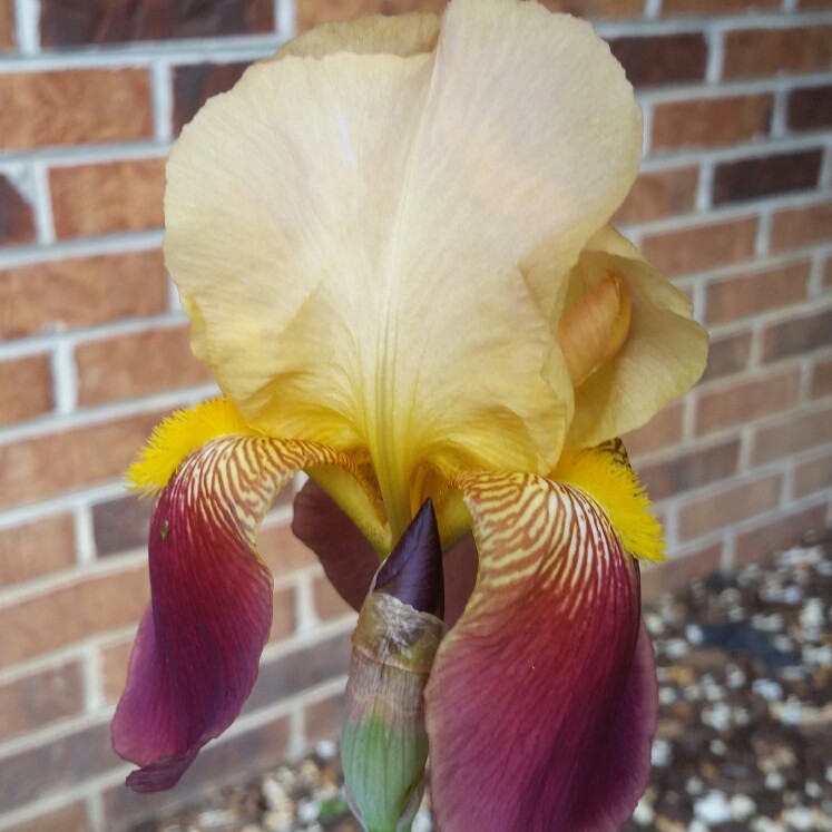 Plant image Iris x germanica 'Andalou'