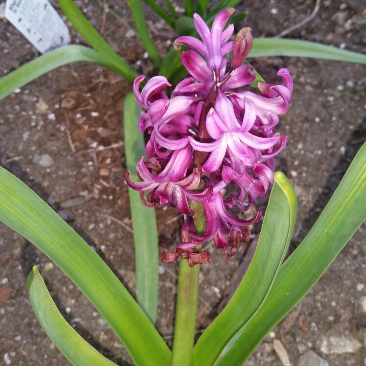 plant image 160451