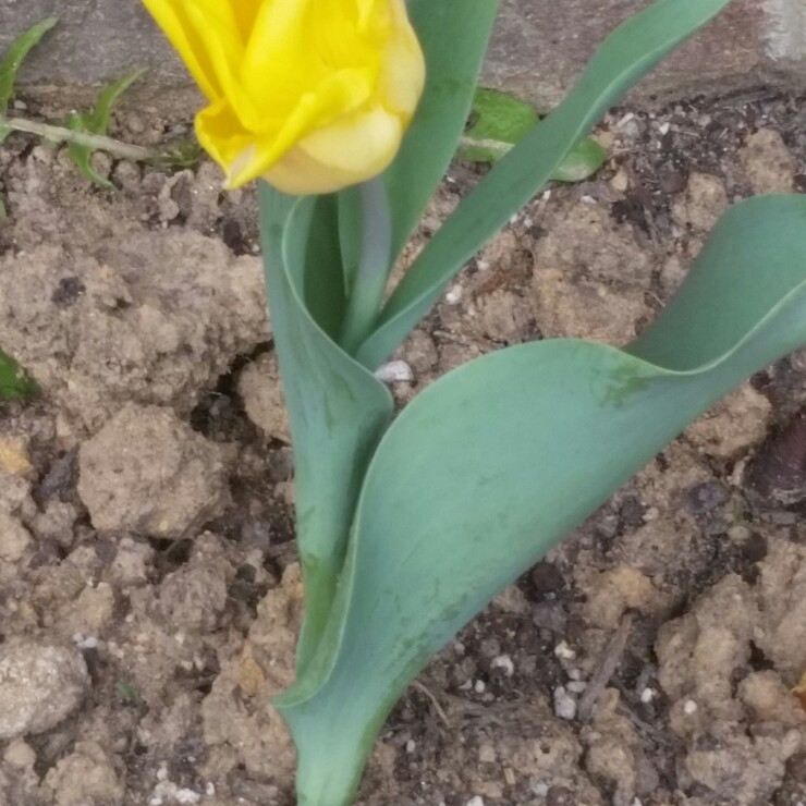 Plant image Tulipa gesneriana 'Lutea'