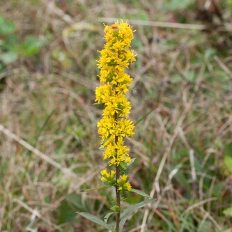 Plant image Solidago Rugosa 'Fireworks'