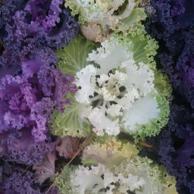 Ornamental Kale