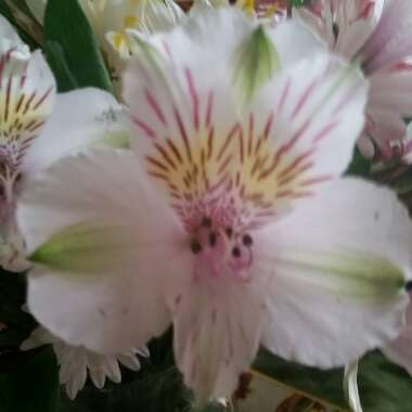 Peruvian Lily 'Sweet Laura'