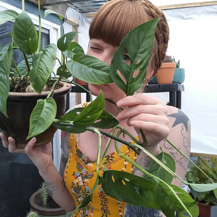 Plant image Monstera obliqua 'Leichtlinii'