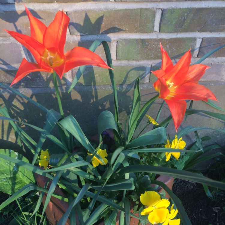 Plant image Tulipa 'Orange Emperor'