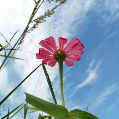 Flower's garden