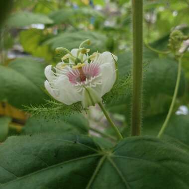 Passiflora foetida