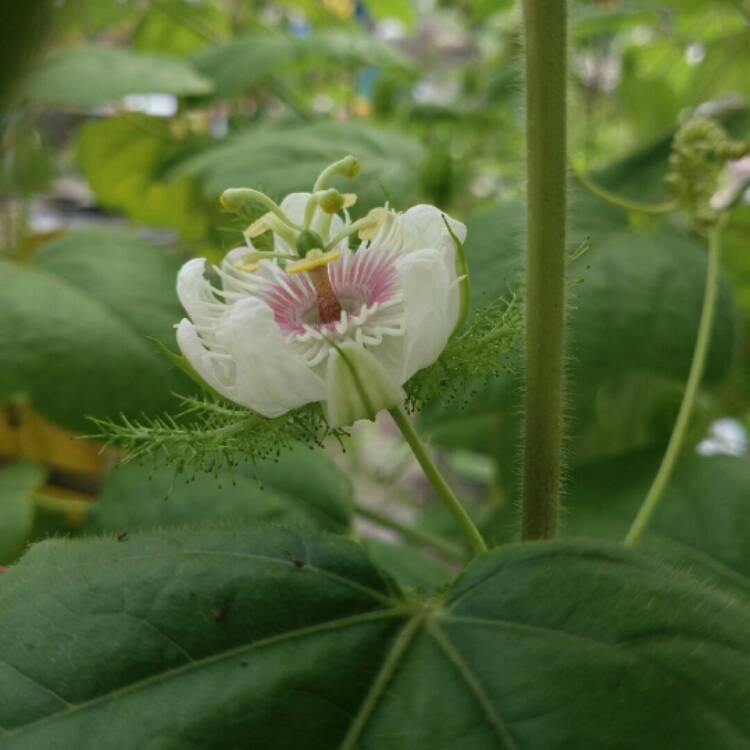 Plant image Passiflora foetida