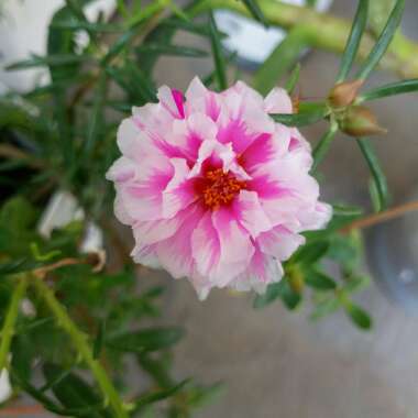 Portulaca grandiflora 'Pink'