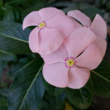 Catharanthus roseus syn. Vinca rosea