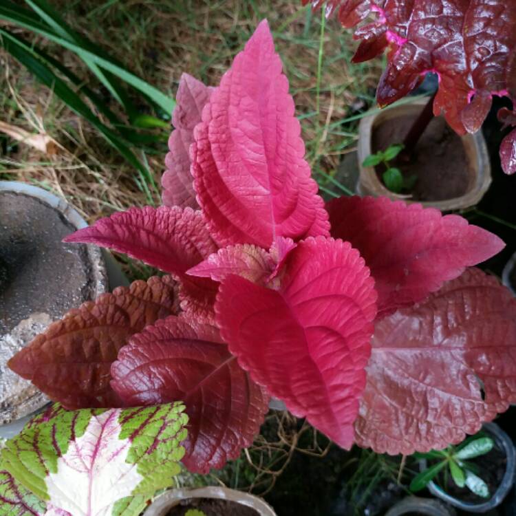 Plant image Plectranthus scutellarioides 'Redhead'