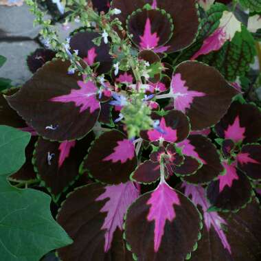 Solenostemon scutellarioides  syn. Plectranthus scutellarioides, Coleus scutellarioides, Coleus blumei