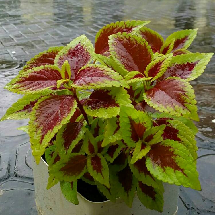 Plant image Plectranthus scutellarioides 'Crimson Gold'