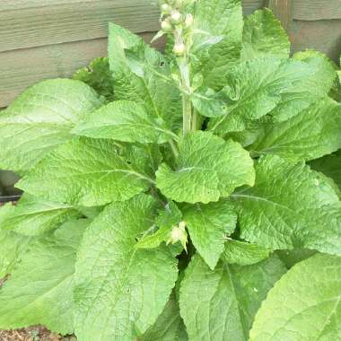 Digitalis purpurea