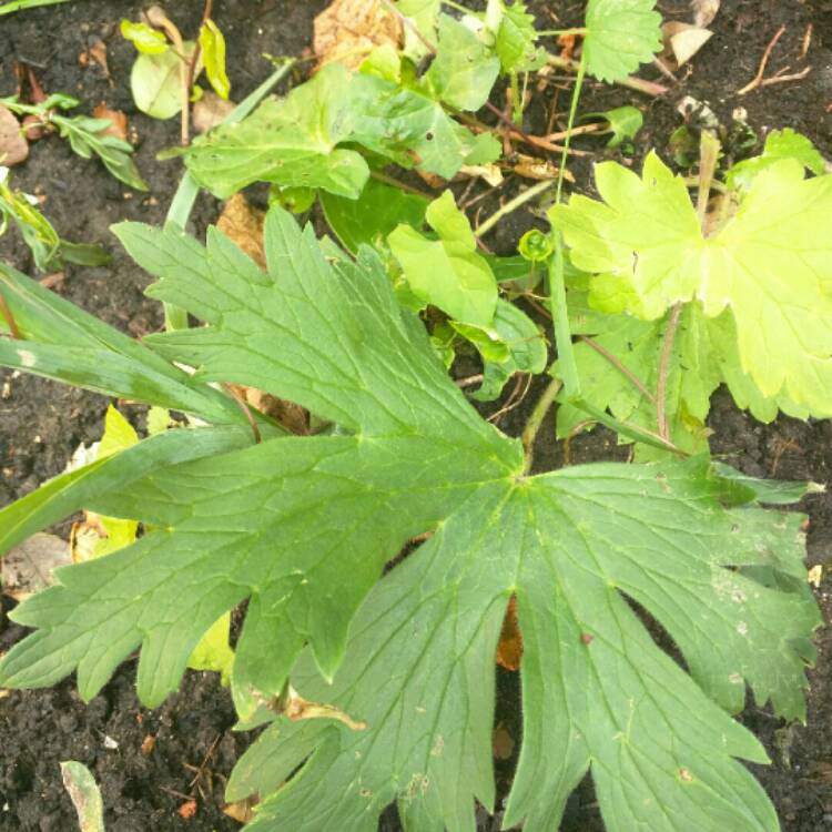 Plant image Geranium 'Ann Folkard'