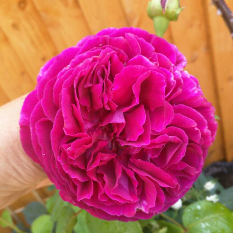 Plant image Rosa 'Prose' syn. Rosa 'Burgundy Iceberg', Rosa 'Burgundy Ice'