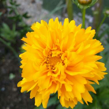 African Marigold