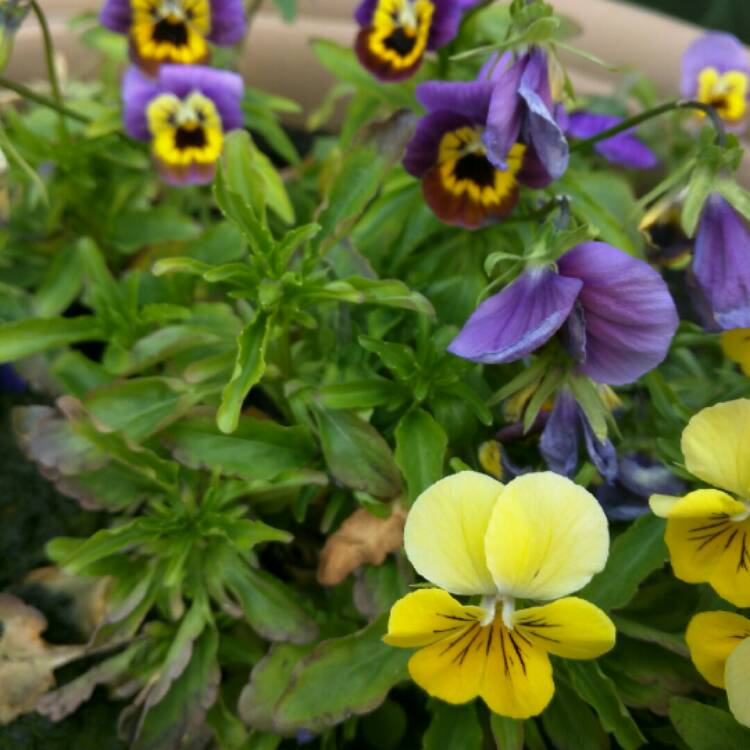 Plant image Viola x wittrockiana 'Matrix Morpheus'