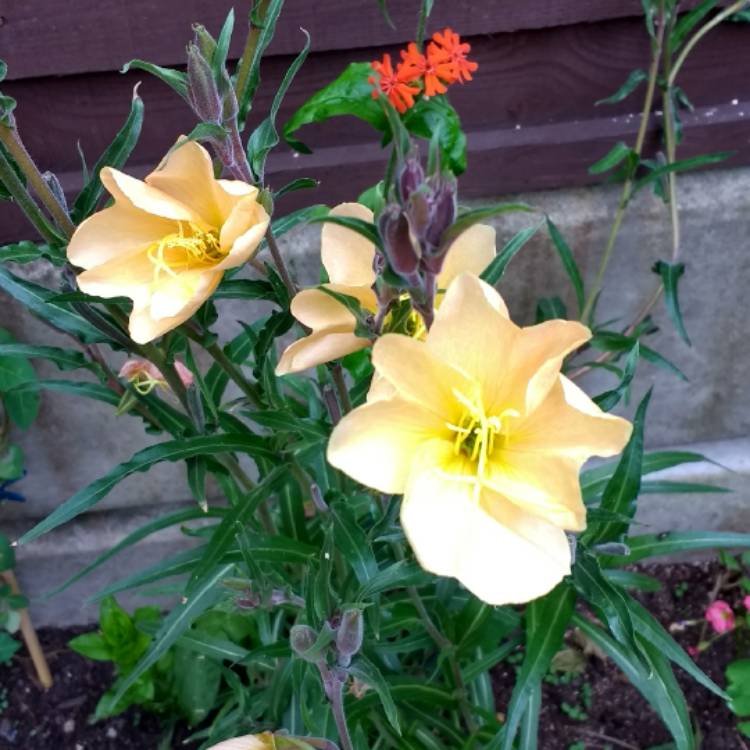 Plant image Oenothera Stricta Sulphurea