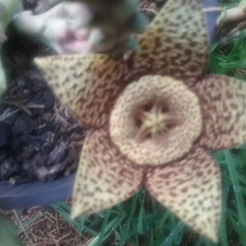 Earth Star, Carrion Plant