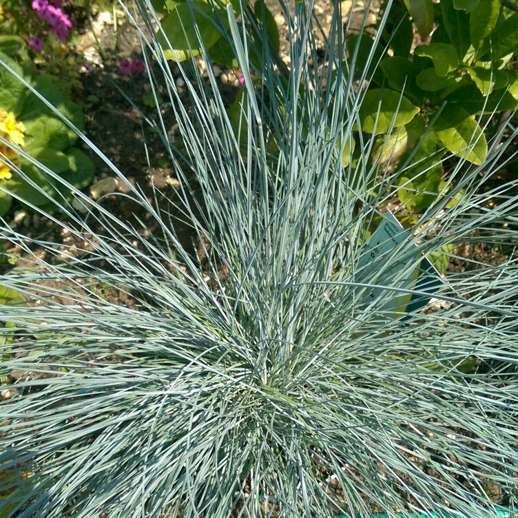 Festuca glauca