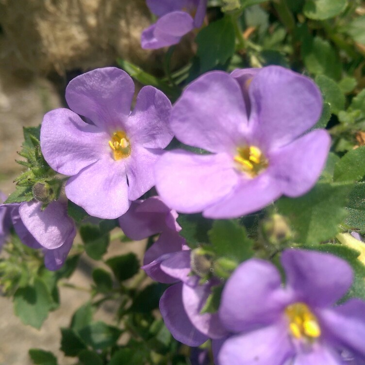 Plant image Bacopa Cabana 'Pink'