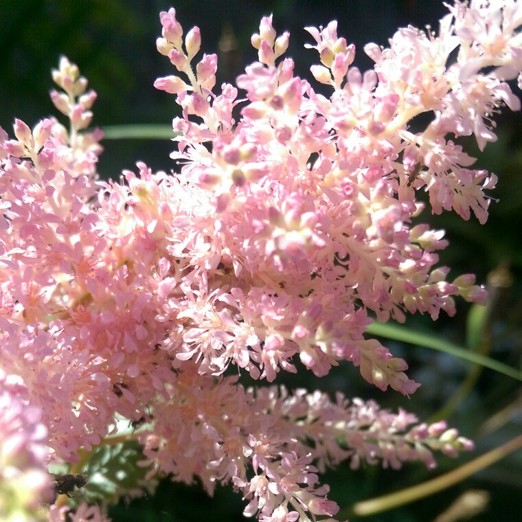 Plant image Astilbe x arendsii 'Look At Me'