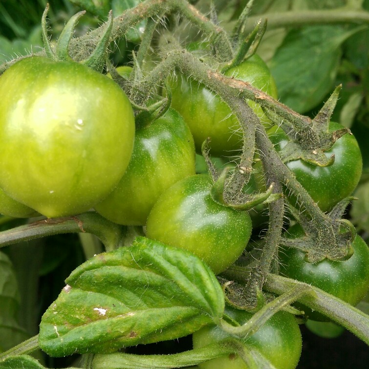 Plant image Solanum Lycopersicum var. cerasiforme 'Tumbler'