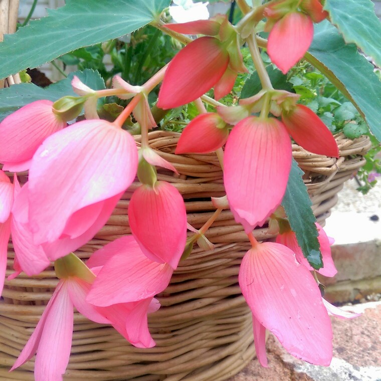 Plant image Begonia 'Million Kisses Embrace' (Million Kisses Series)