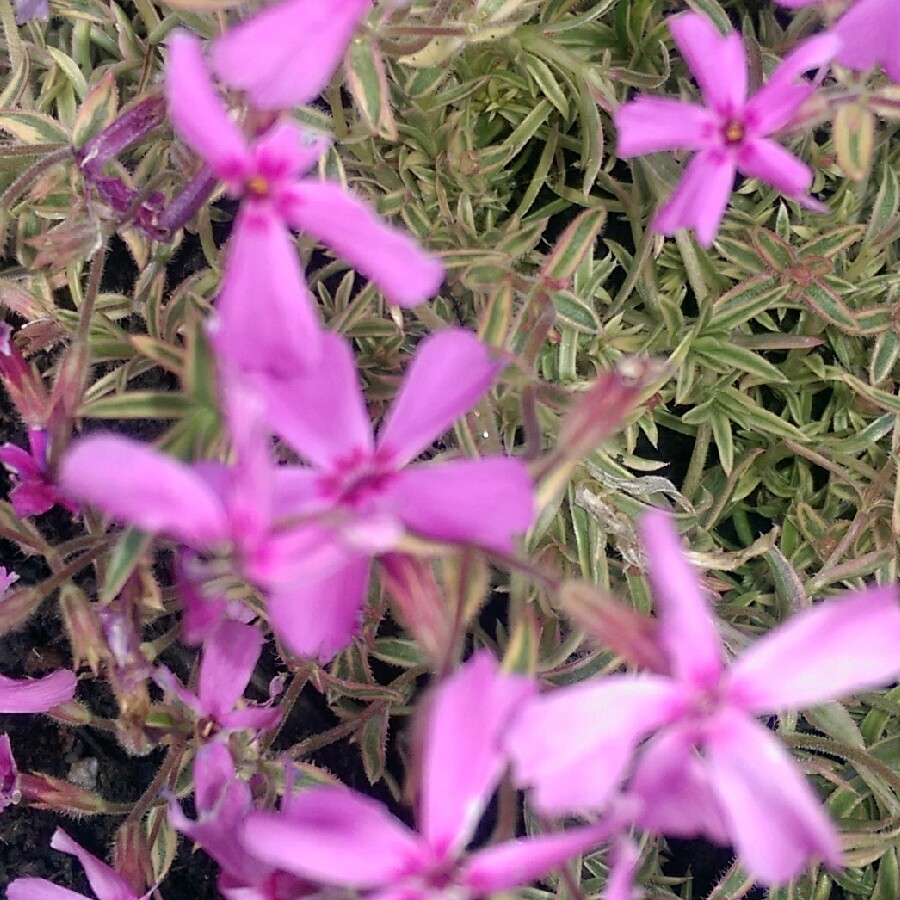 Plant image Phlox subulata 'Bavaria'