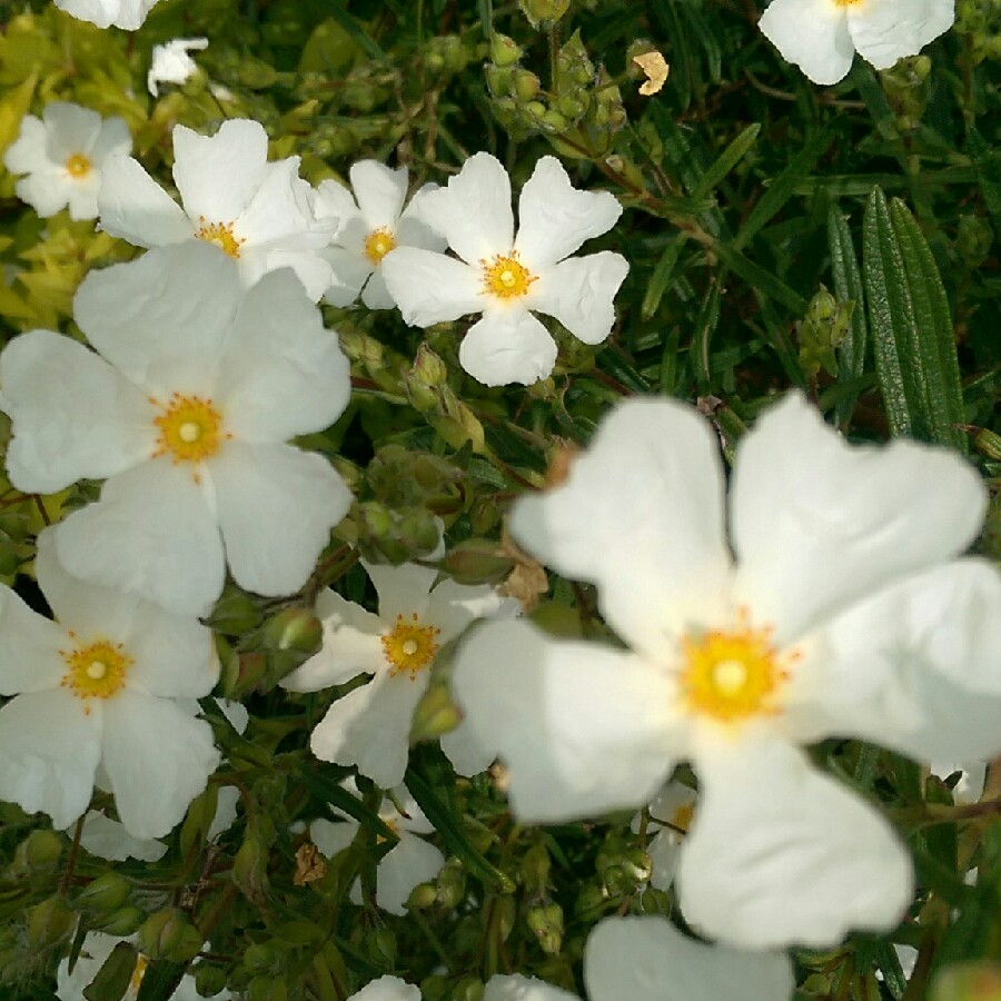 Plant image Cistus x cyprius var. ellipticus 'Elma'