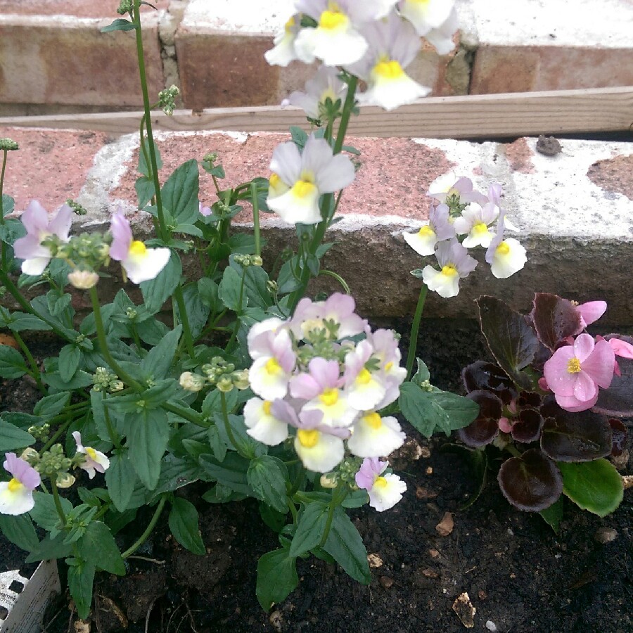 Plant image Nemesia maritana 'Sweet Lady'