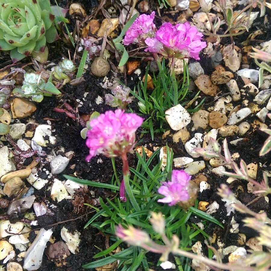 Plant image Armeria maritima 'Dusseldorfer Stolz'