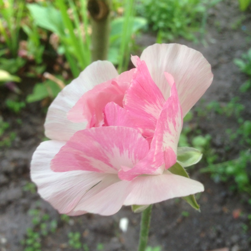 Persian Buttercup