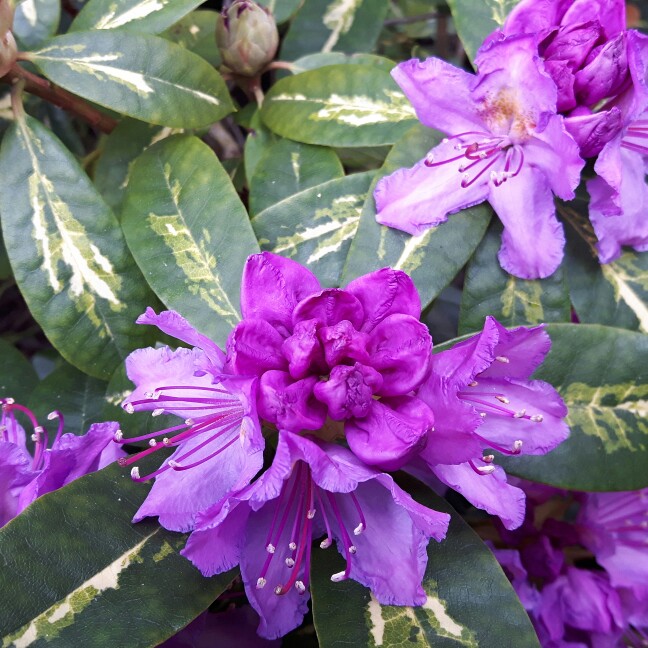 Plant image Rhododendron 'Goldflimmer'