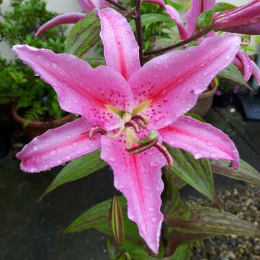 Lily 'Robina' (Other)