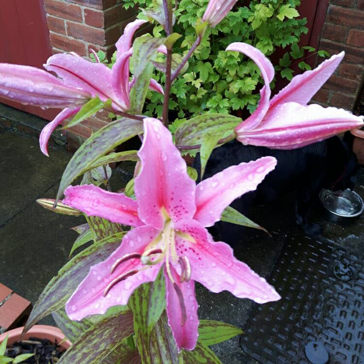 Plant image Lilium 'Robina' syn. Lilium 'Pink Explosion'