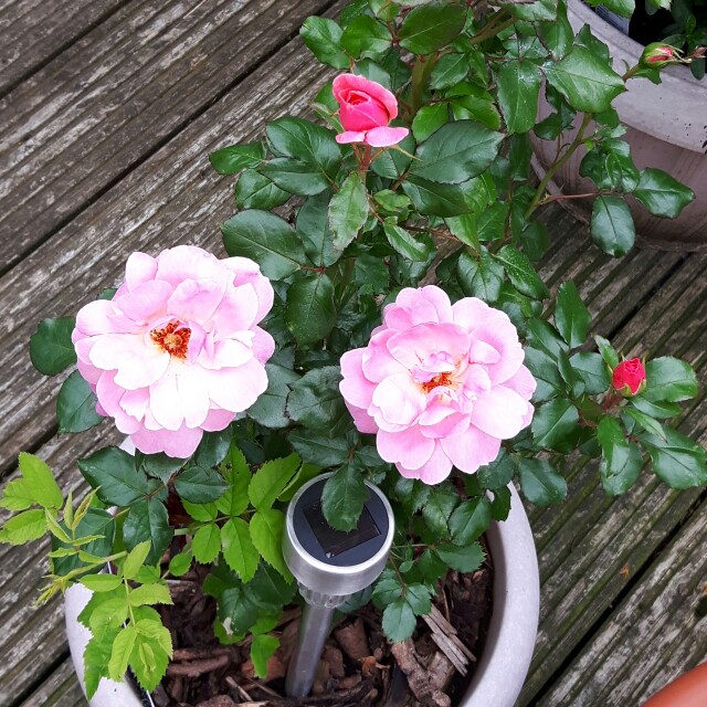 Rosa 'Fragrant Delight'