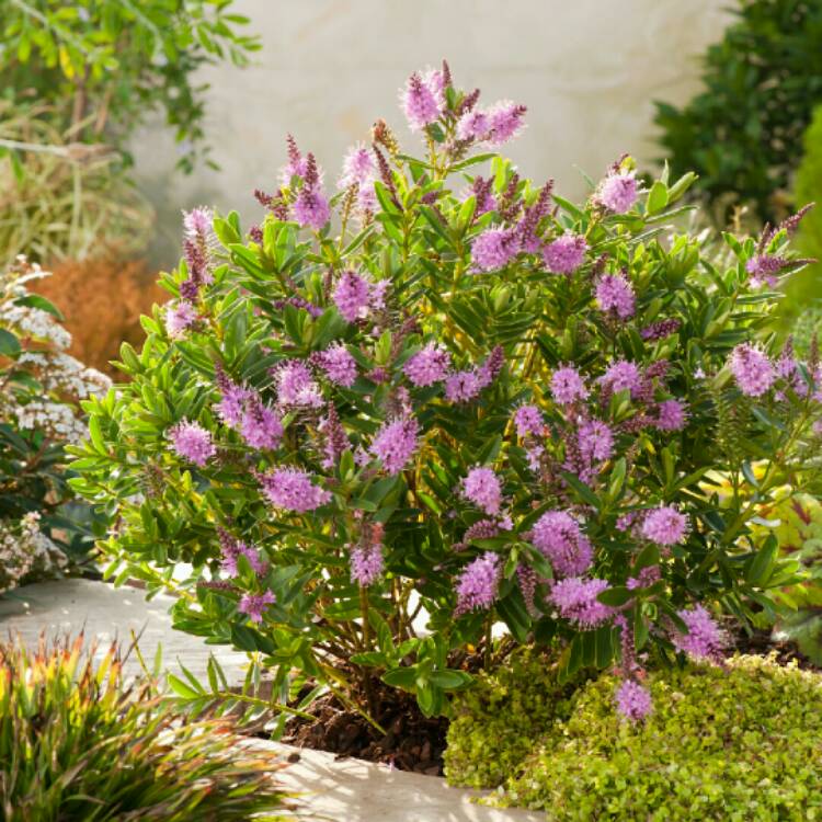 Plant image Hebe 'Addenda Pink'