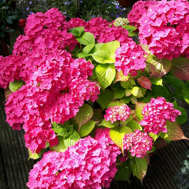 Plant image Hydrangea macrophylla 'Forever & Ever Together'