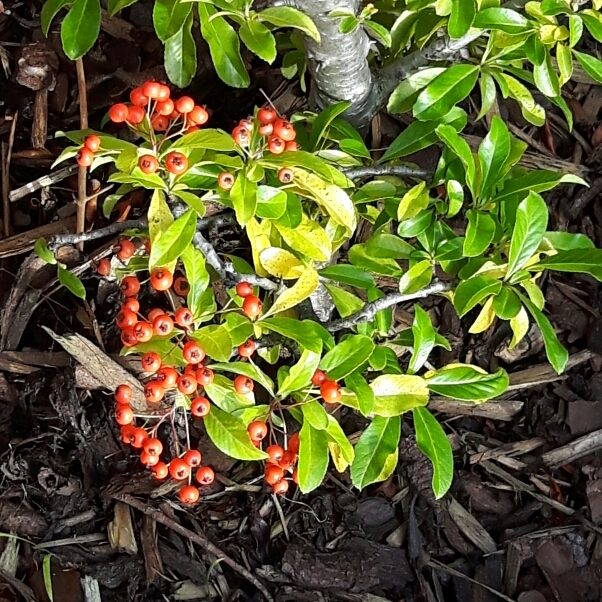 Plant image Cotoneaster atropurpureas 'Variegatus'