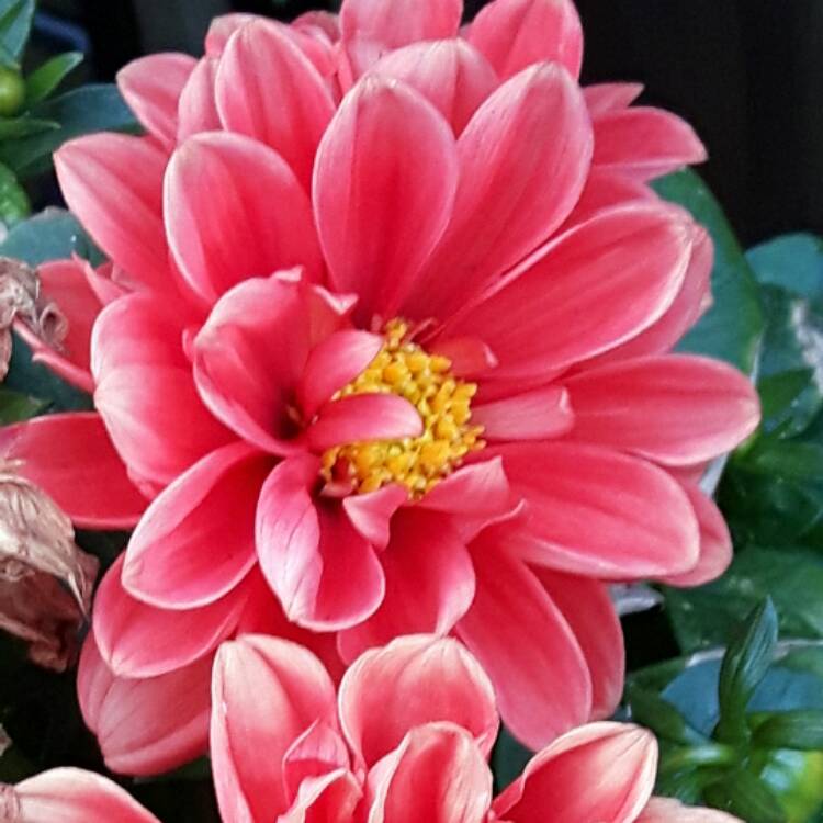 Plant image Dahlia 'Dahlietta Tessy' (Dahlietta Series)