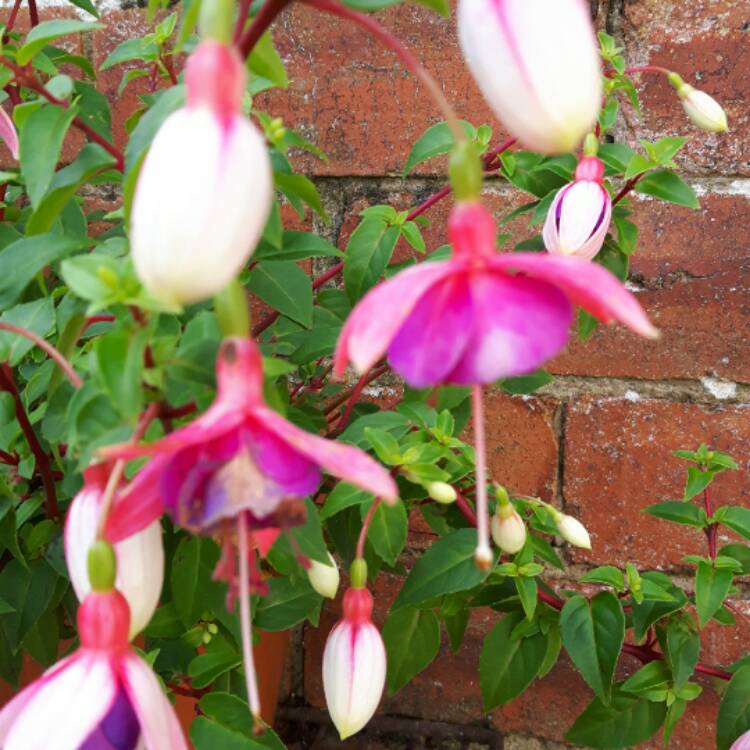 Plant image Fuchsia 'La Campanella'