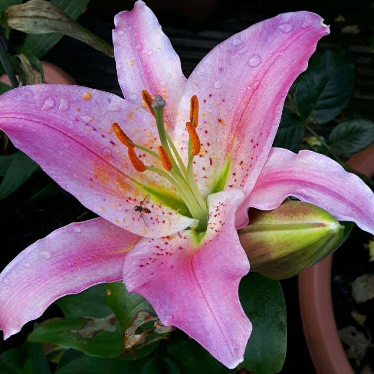 Plant image Lilium 'Landini'