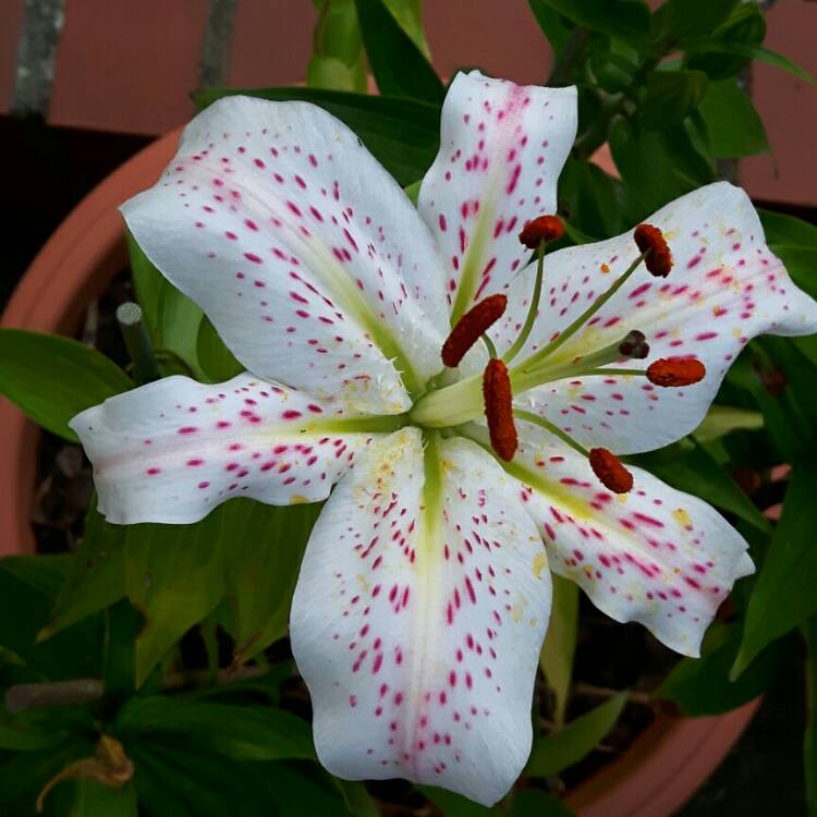 Plant image Lilium 'Snow Crystal' syn. Lilium 'White Pixie'