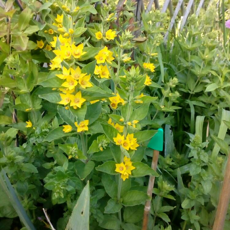 Plant image Lysimachia punctata