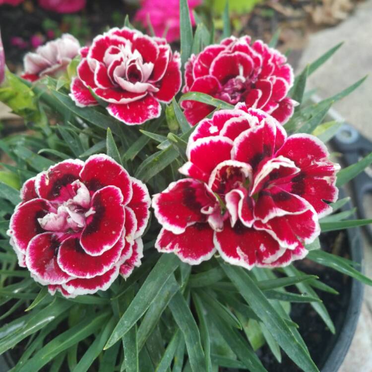 Plant image Dianthus chinensis 'Chianti'