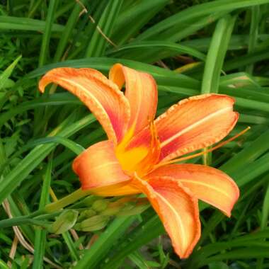 Lily (Species) Orange Lily